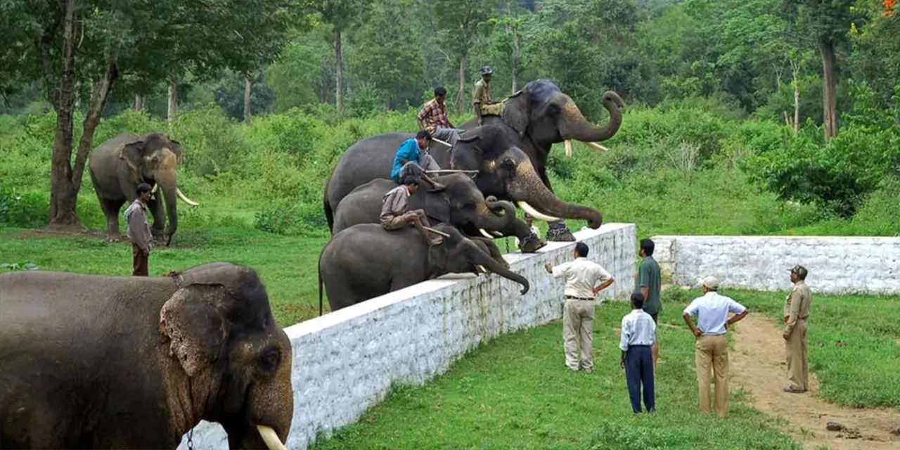 Dubare elephant camp - 40 Kms
